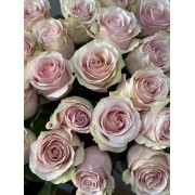 Еквадорська троянда Фрутетто (Frutetto)